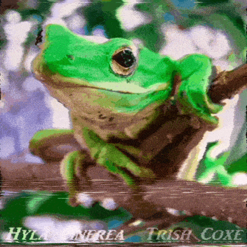 Green and changing color animated photorealistic gif of a front-facing green tree frog with glitchy effects