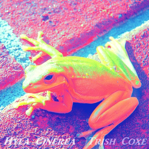 a photograph of an American Green Tree Frog turning to look behind, in an altered color palette (pink, orange, green, yellow)