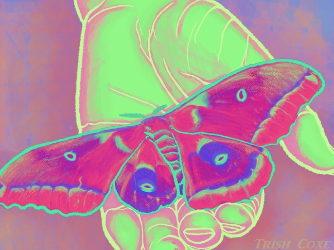 A digital painting of a magenta-colored moth with a damaged wing tip resting in the palm of an open hand