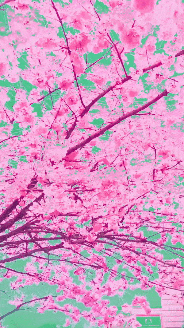 cherry blossom animation in pink with pale green sky