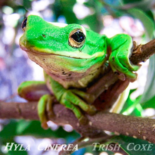 photograph of an American Green Tree Frog making eye contact and appearing to smile